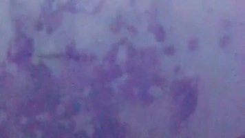Konten Ukhti Pap Sange Melet-melet Spill Uting Toketnya