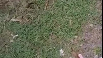 Kok Mau Ya Main Sama Aki2 Demi Konten